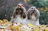 SHIH TZU 202